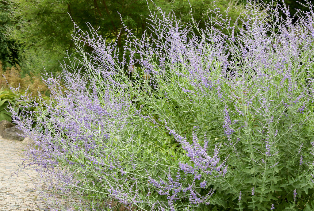 Russian Sage