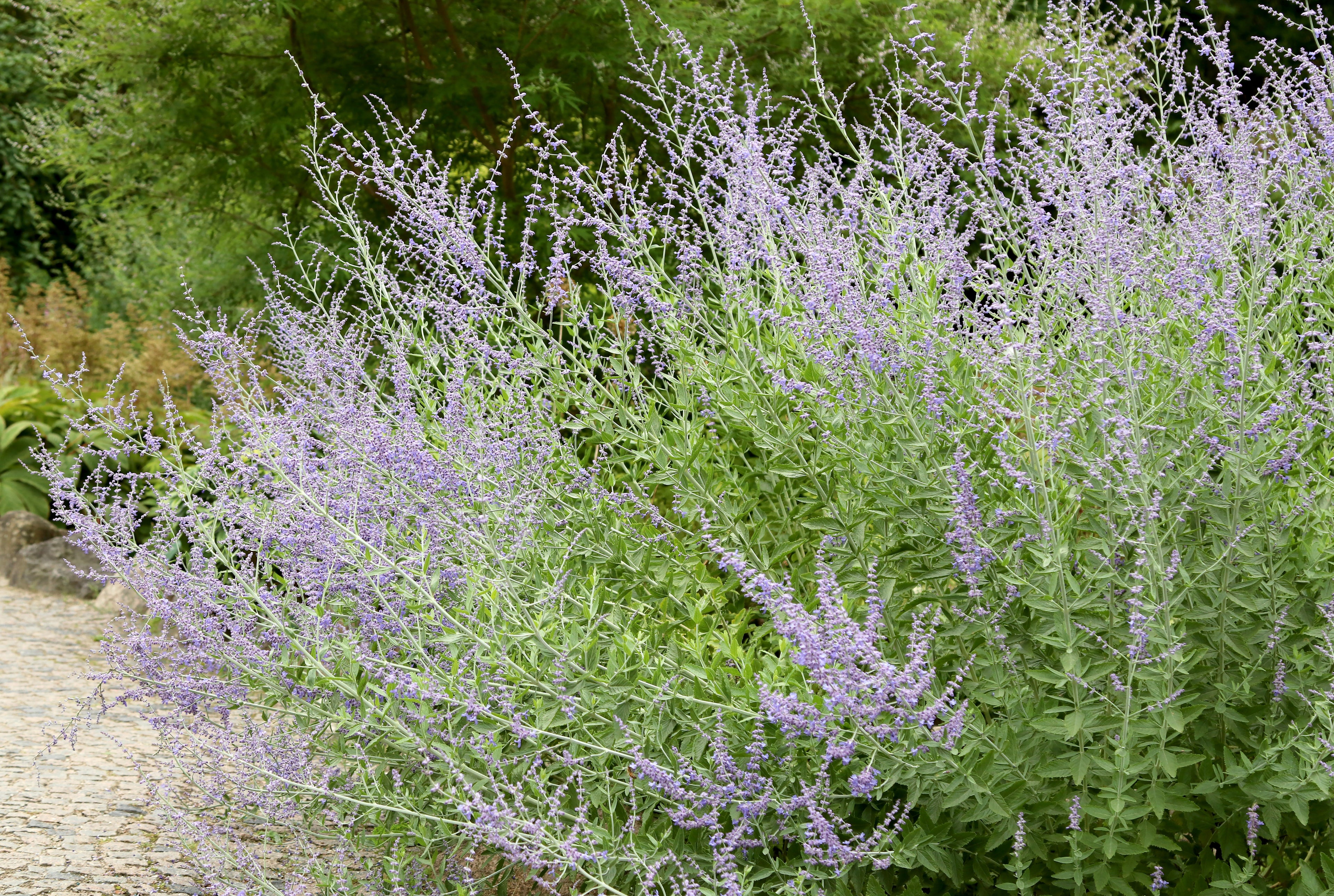 Russian Sage