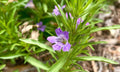 Snake Herb