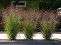 Switchgrass