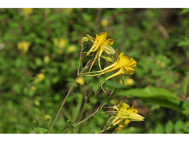 Texas Gold Columbine