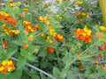 Lantana (Texas Native)