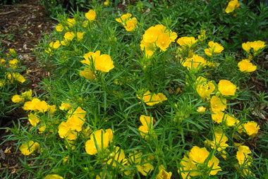 Texas Sundrop