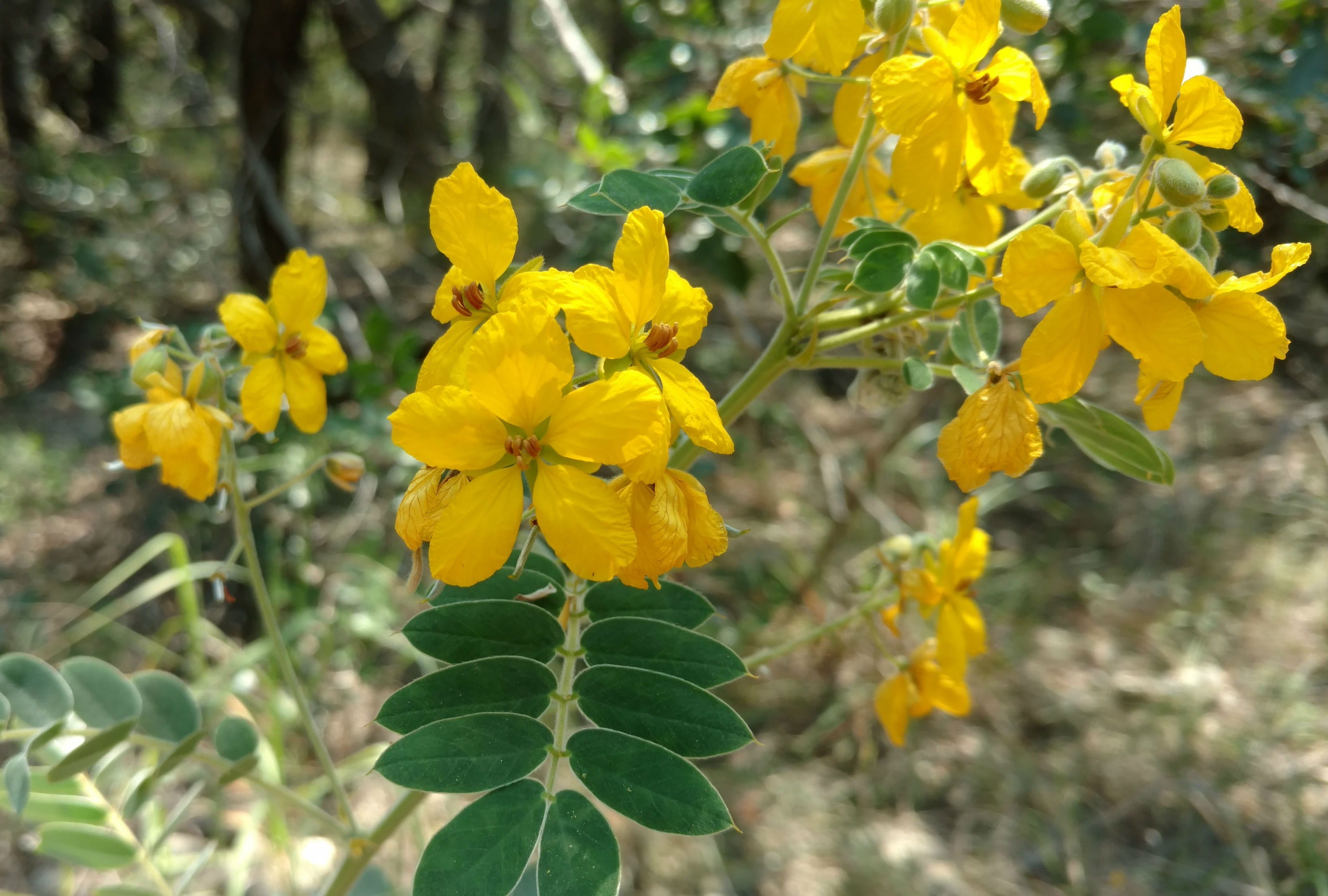 Velvet-Leaf Senna