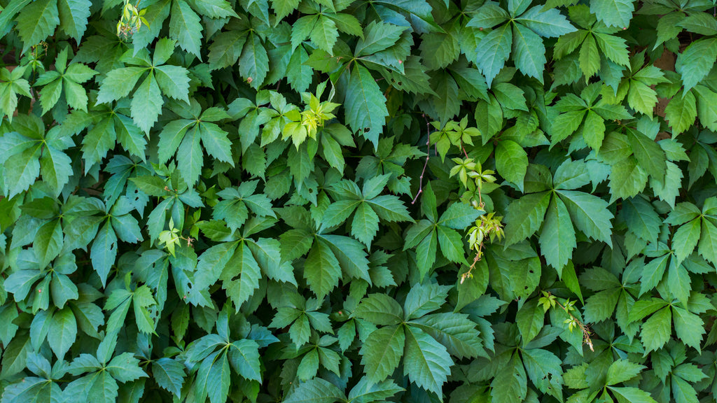 Virginia Creeper