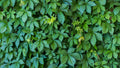 Virginia Creeper