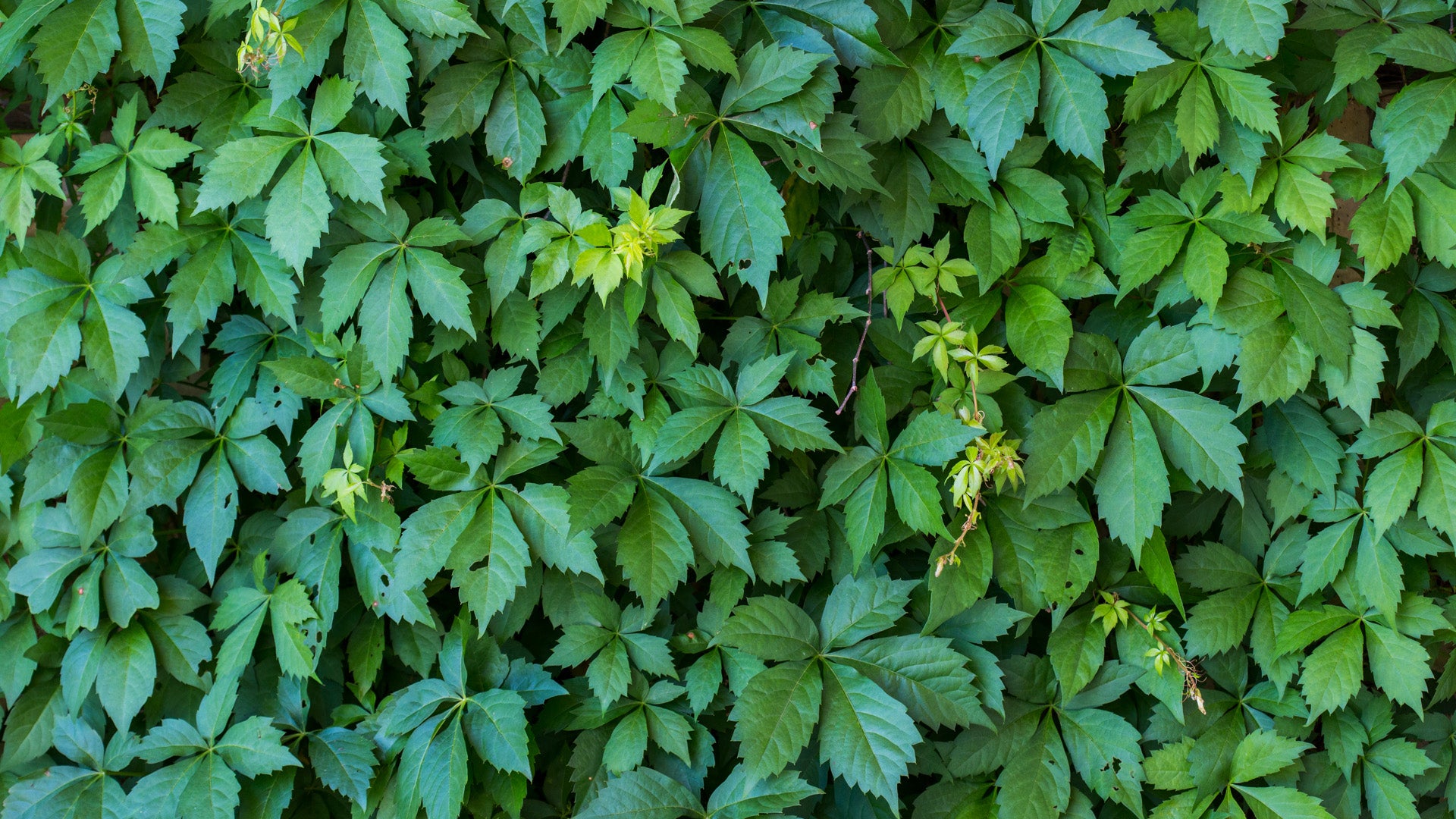 Virginia Creeper