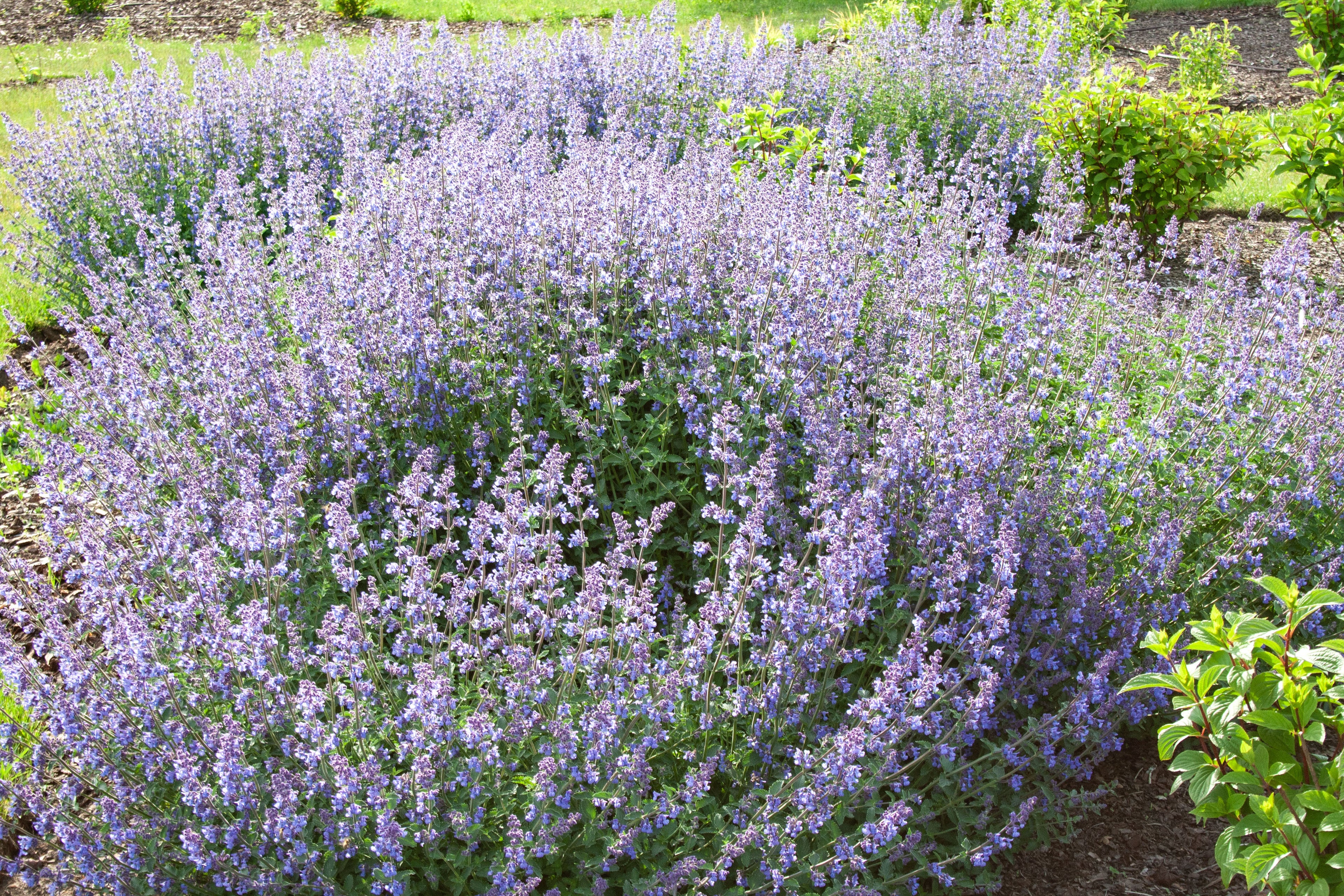 Walker Low Catmint