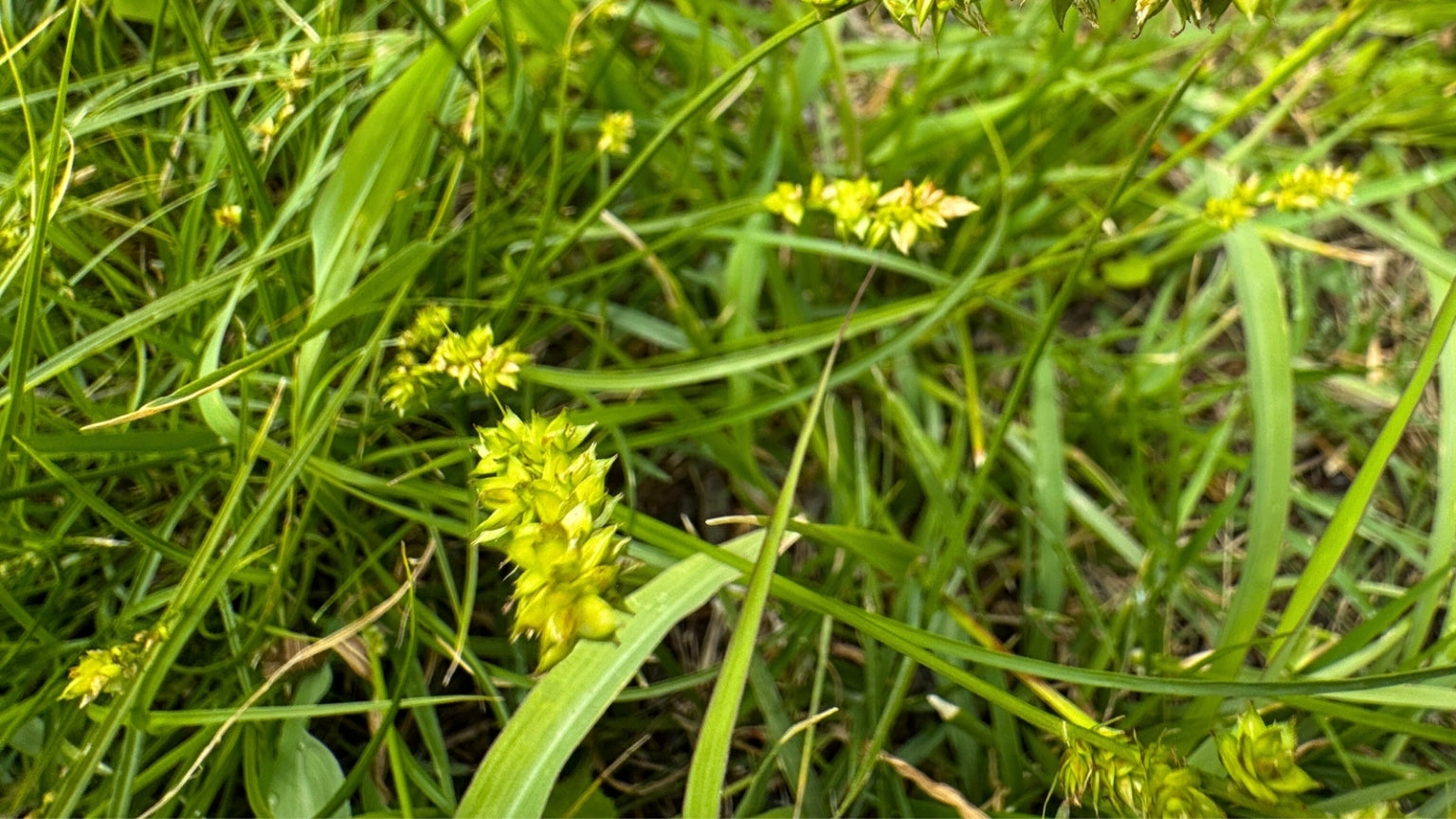 Webberville Sedge