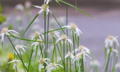 Star Sedge