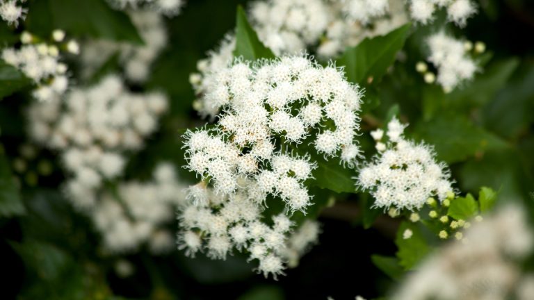 Fragrant Mistflower