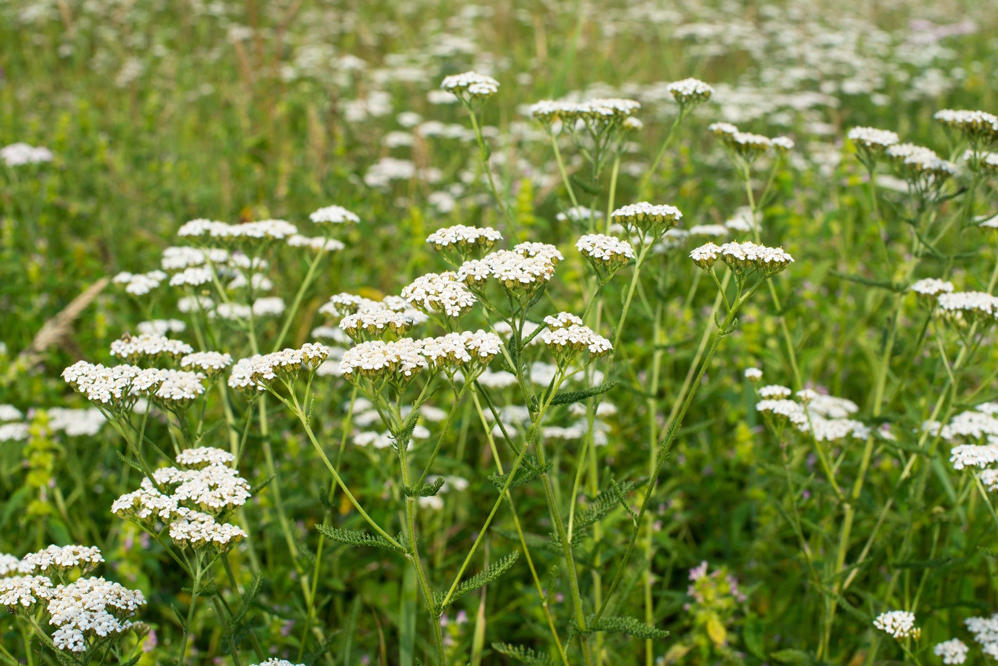 White Yarrow