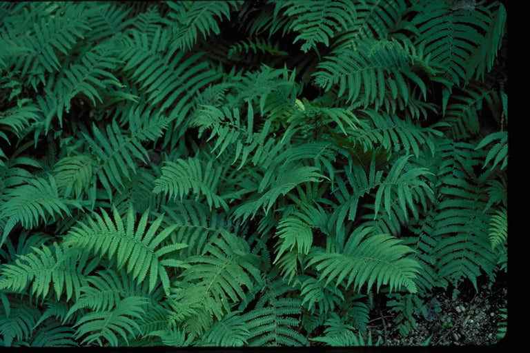 Wood Fern