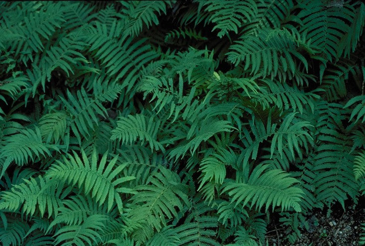 Wood Fern