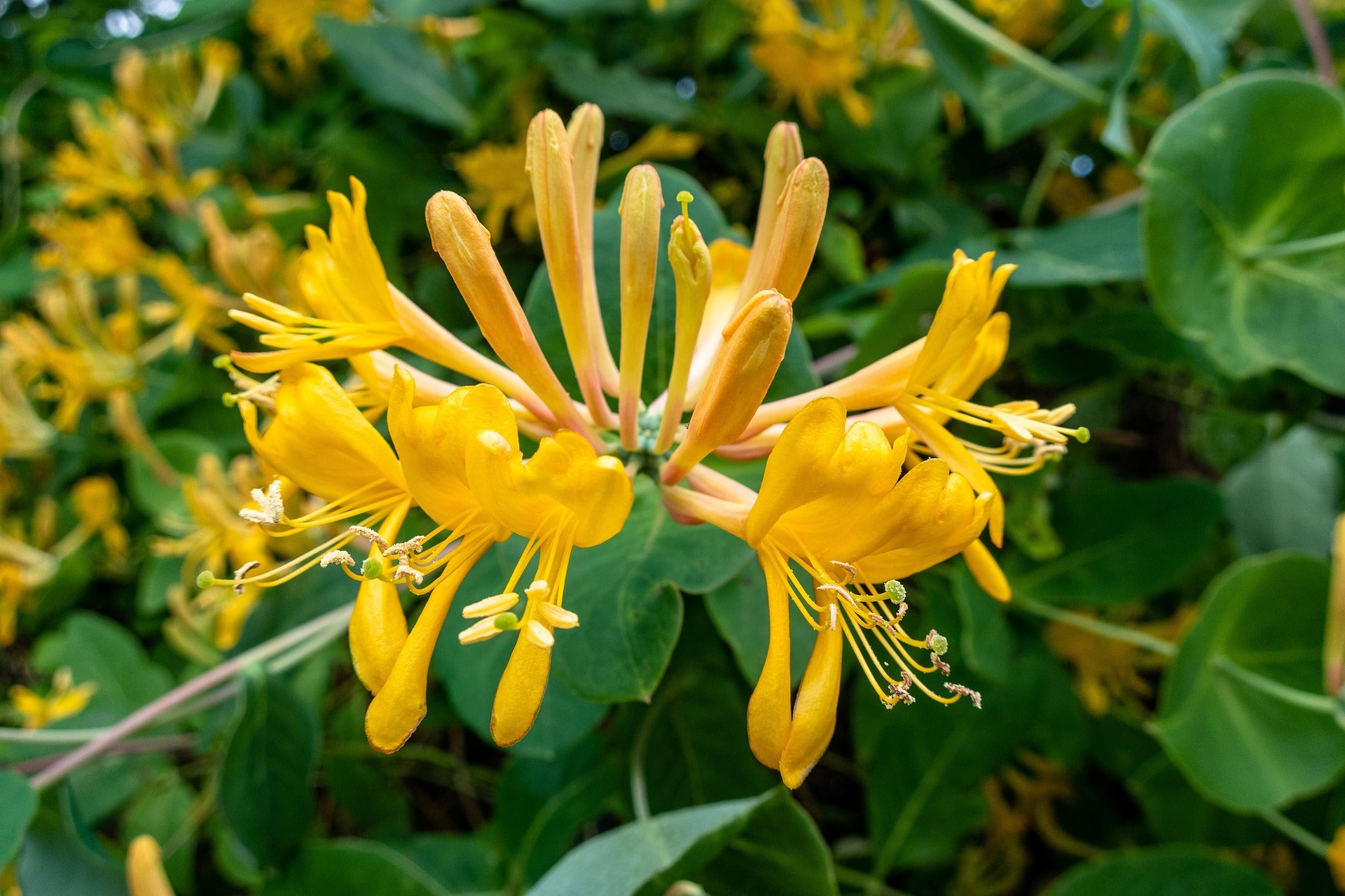 Yellow Honeysuckle