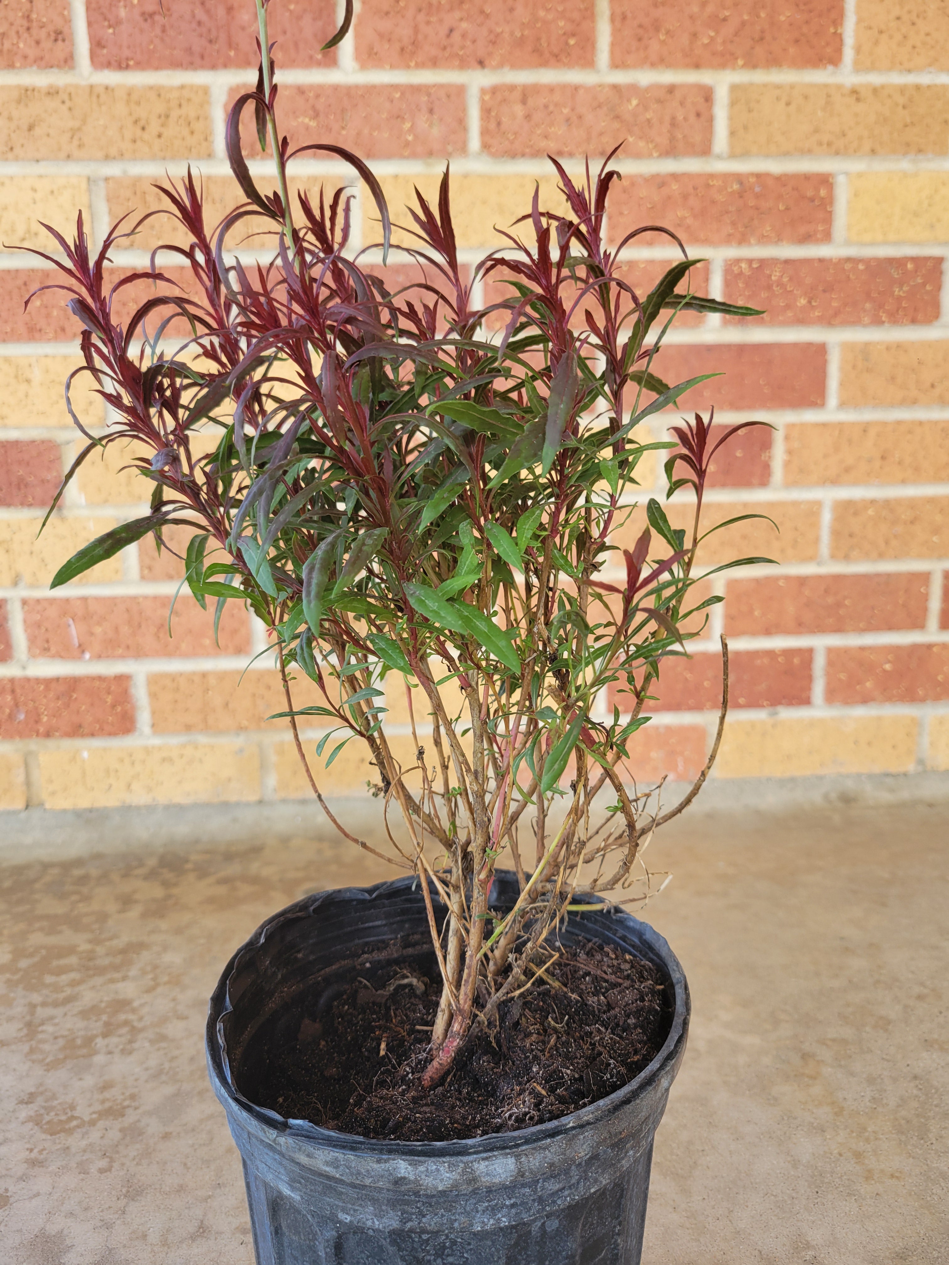 Pink Gaura